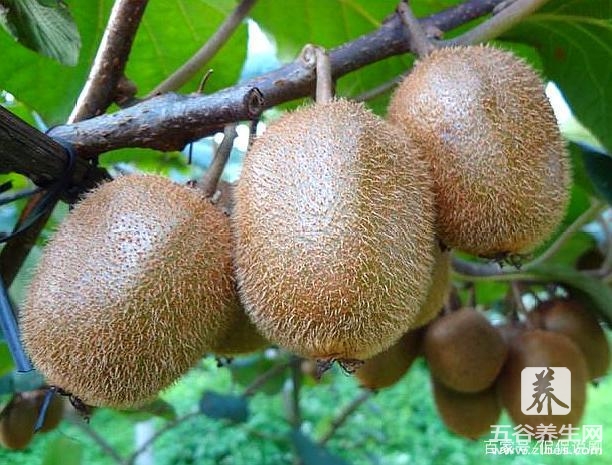 猕猴桃被称为水果界的“维C之王”，营养的非常高