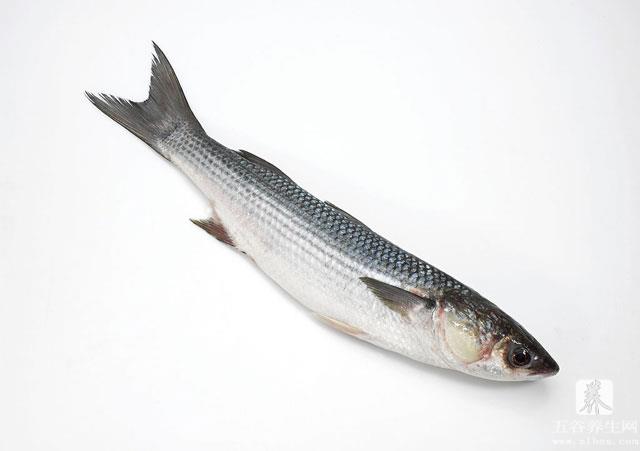白条鱼的选购技巧和选购方法