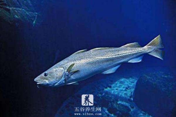 银鳕鱼产地在哪里 银鳕鱼哪里产的最好