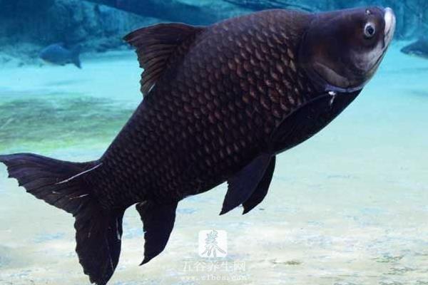 巨暹罗鲤是什么鱼 巨暹罗鲤好吃吗
