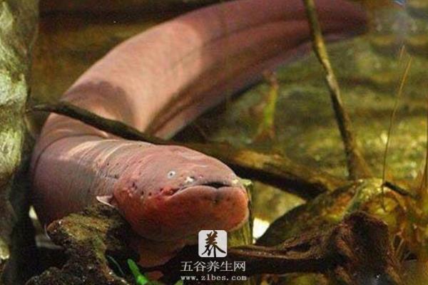 电鳗为什么会放电 电鳗放电原理 电鳗能电死人吗