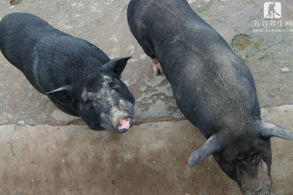 黑猪品种有哪些 长得最快的黑猪品种是什么