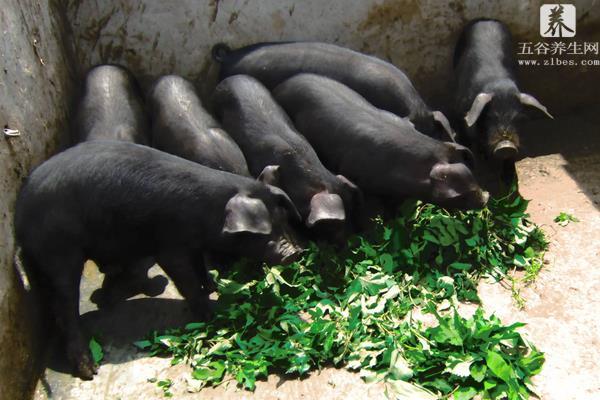 黑猪品种有哪些 长得最快的黑猪品种是什么