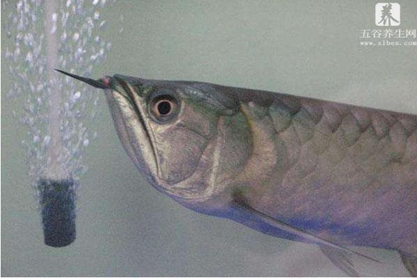 银龙鱼不吃食能活多久 银龙鱼掉眼怎么治