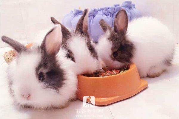 怎样养宠物兔 宠物兔吃什么