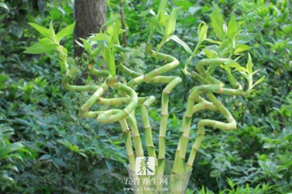 富贵竹怎么水养（用什么水养） 家庭水培富贵竹的养殖方法与技巧
