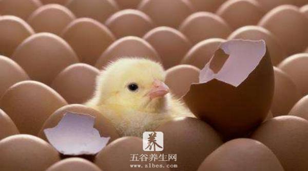 小鸡孵化需要多少天 小鸡孵化温度是多少