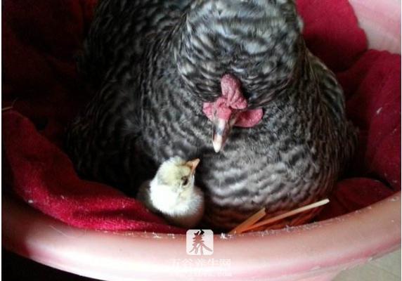 小鸡孵化需要多少天 小鸡孵化温度是多少