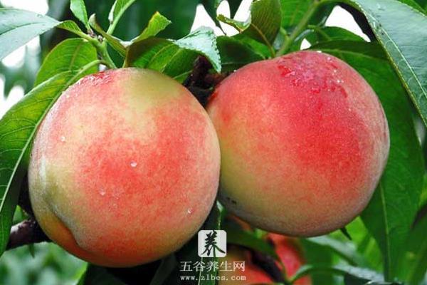 南汇水蜜桃上市时间（几月） 水蜜桃哪里的最好吃