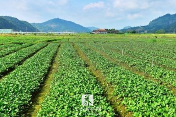 苜蓿草种植技术及时间 苜蓿草的田间管理