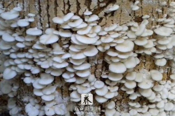 蘑菇怎么种 蘑菇种植技术