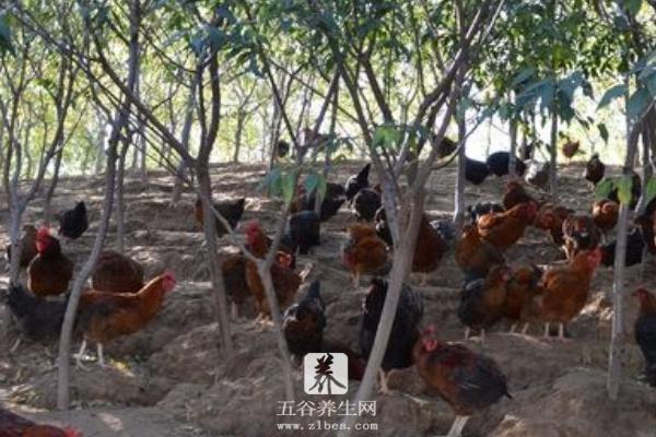 林下养鸡3000只成本需要多少 林下养鸡一亩可以养多少只