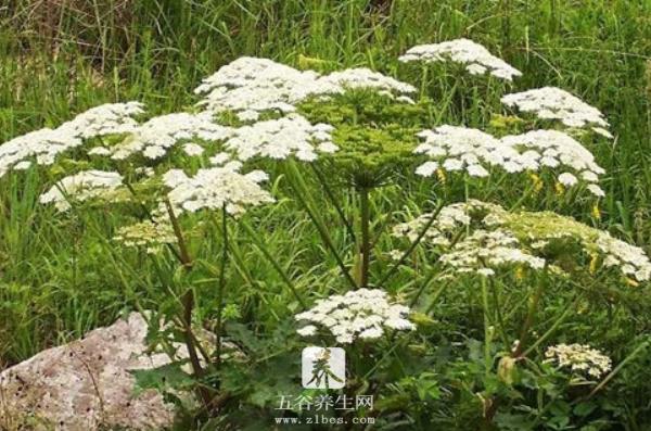 白芷什么时候种植 白芷栽培技术