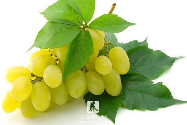 新疆马奶葡萄有籽吗 马奶葡萄几月份成熟上市