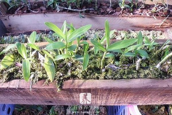 铁皮石斛栽培方法 石斛种植环境