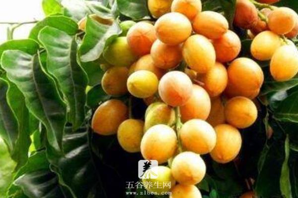 黄皮果几月份成熟 黄皮果是什么季节的水果
