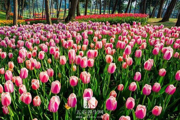 郁金香什么时候开花 郁金香花期是几月（什么季节）