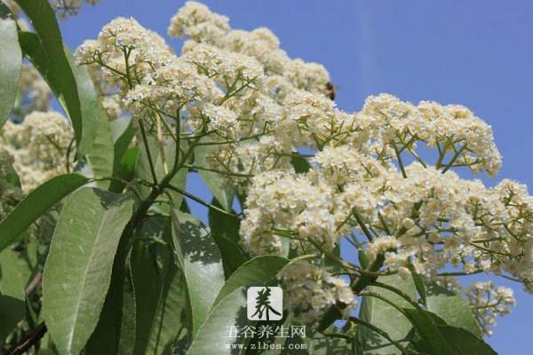 石楠花什么味道 石楠花为什么污