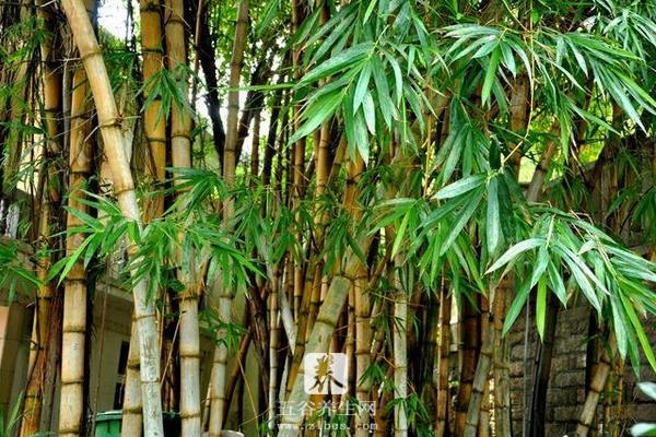 竹子的用途有哪些 竹子的寓意