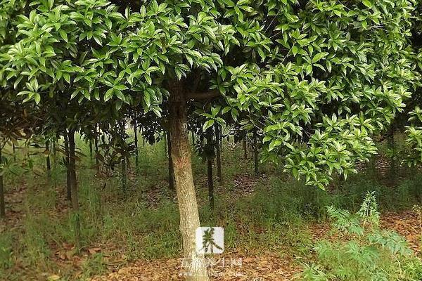 桂花树什么时候移栽 桂花树移植怎保成活