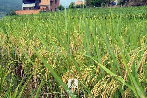 袁隆平杂交水稻亩产量