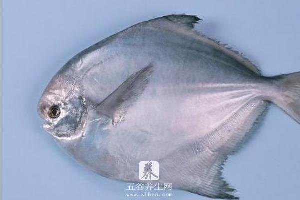 白鲳鱼和银鲳鱼的区别