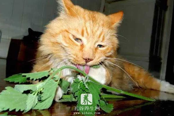 猫薄荷对猫有什么作用 猫薄荷有毒吗