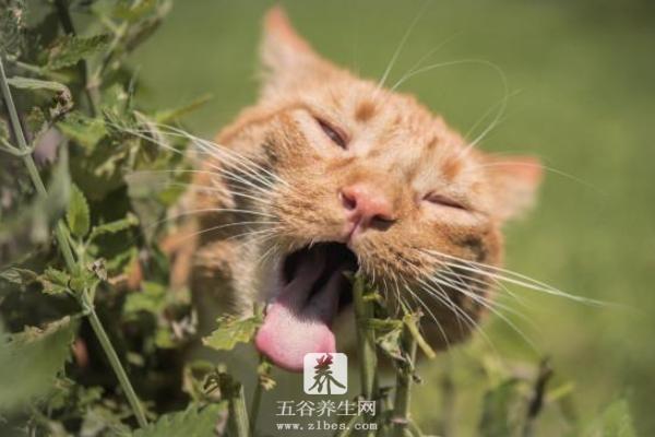 猫薄荷对猫有什么作用 猫薄荷有毒吗