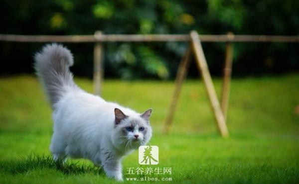 猫薄荷对猫有什么作用 猫薄荷有毒吗