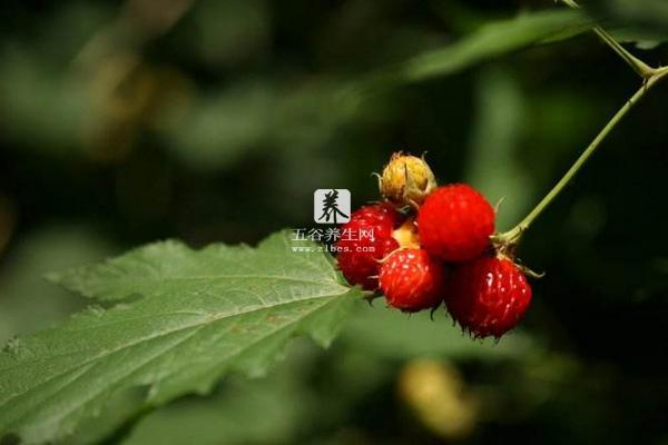 双季红树莓什么品种好 双季红树莓什么时候成熟（几月上市）