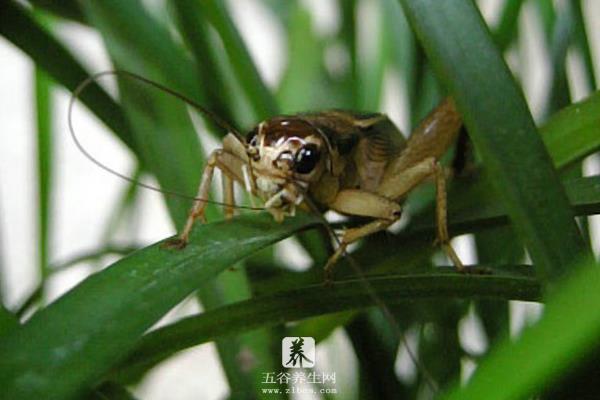 蟋蟀是蛐蛐吗 蝈蝈和蛐蛐的区别是什么