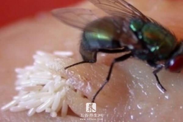 如何找到家里的苍蝇卵 苍蝇会在什么地方产卵