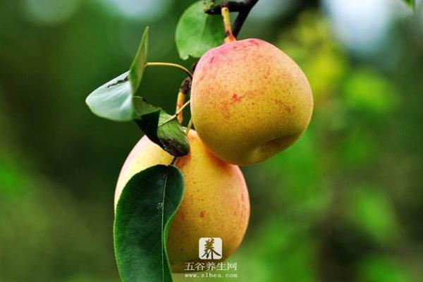 苹果产地在哪里 苹果梨是苹果还是梨