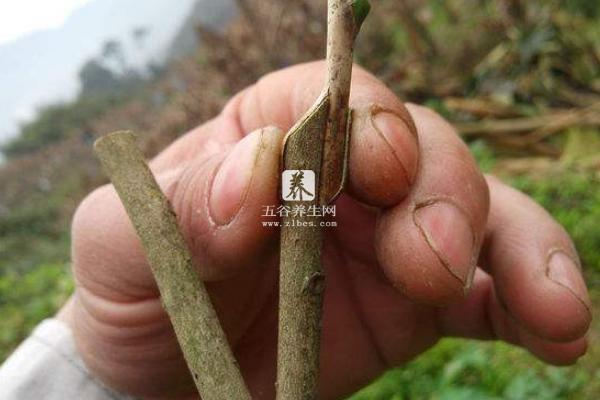 茶花可以扦插繁殖吗 茶花怎么嫁接（什么时候）