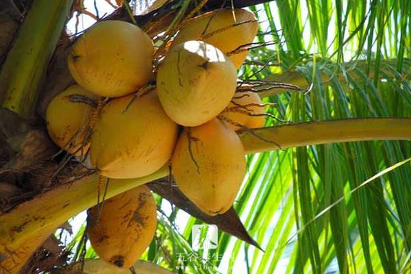 椰子树有哪两大特点 椰子树的外形特点是什么