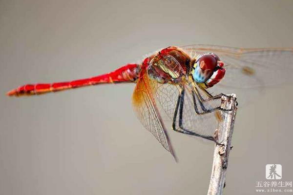 蜻蜓的幼虫叫什么 蜻蜓的生长过程