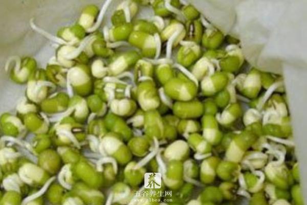 绿豆芽怎么发 生绿豆芽的方法