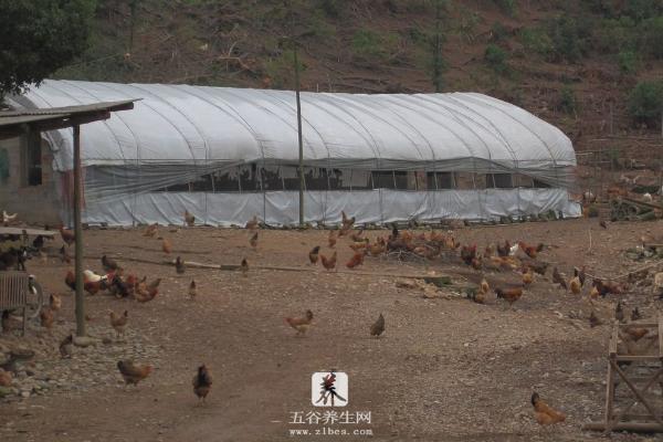 散养鸡场设计图 散养鸡舍的建造方法
