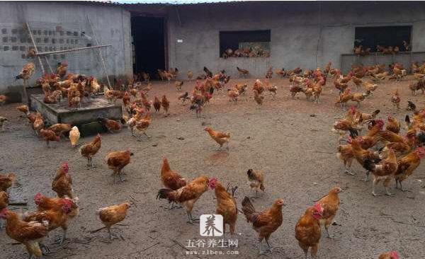 散养鸡场设计图 散养鸡舍的建造方法