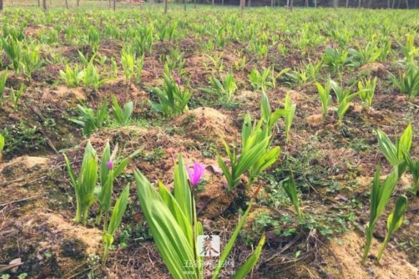 白芨种植前景怎么样 白芨种植是一年一收吗