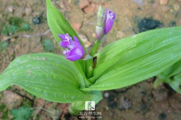 白芨种植前景怎么样 白芨种植是一年一收吗