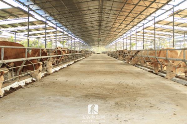 规模养牛场有什么建设标准？牛舍怎么建设？