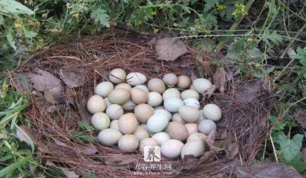 野鸡蛋的功效与作用及禁忌 野鸡蛋的营养价值