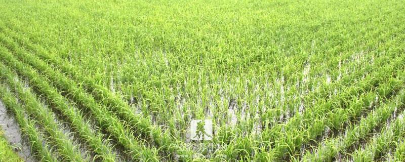 懒人稻适合哪些地区种植 为什么不推广懒人稻
