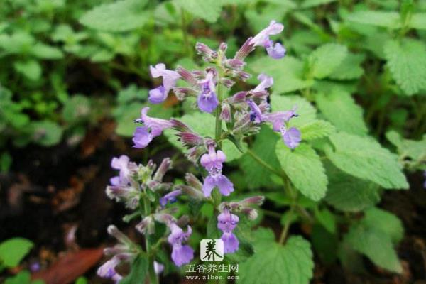 荆芥怎么种 荆芥种植时间和方法