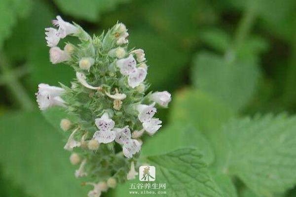 荆芥怎么种 荆芥种植时间和方法