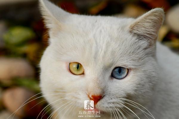 波斯猫的眼睛是什么颜色 波斯猫的特征