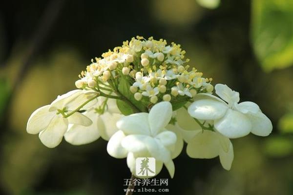 琼花图片大全 琼花的花语及寓意 关于琼花的诗句