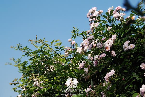 荼蘼花图片大全 荼蘼花语及寓意 荼蘼花有几种颜色