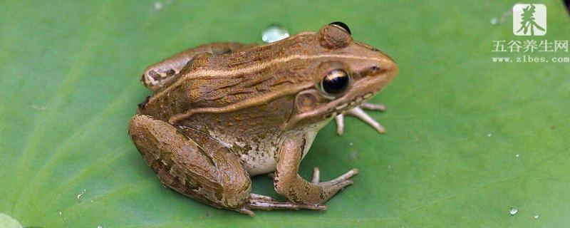 青蛙是什么动物 青蛙的生长过程